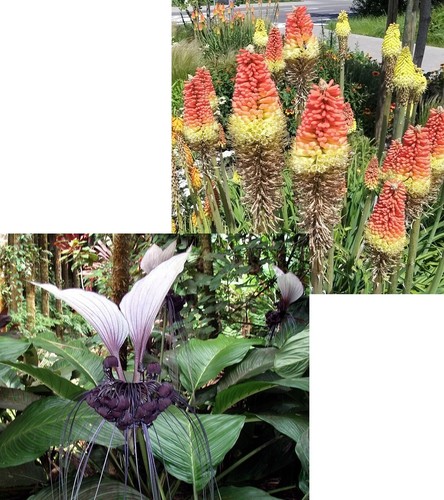 Super blumen samen sparset - super,