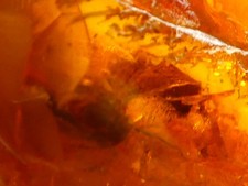 Bernstein Inkluse Insekt