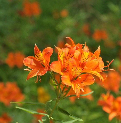 Inkalilie orange king - king,