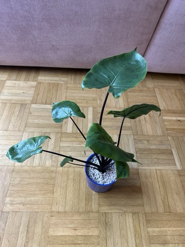 Alocasia macrorrhiza black - alocasia,