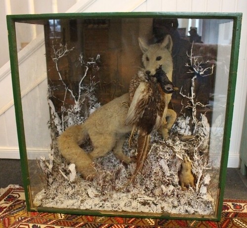 Schaukasten naturkunde vitrine - schaukasten,