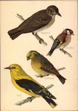 Ak Vögel, Pirol, Singdrossel