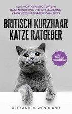 Britisch Kurzhaar Katze