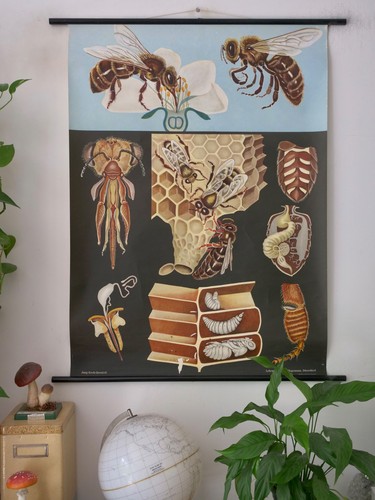 Vintage schulwandkarte - vintage,