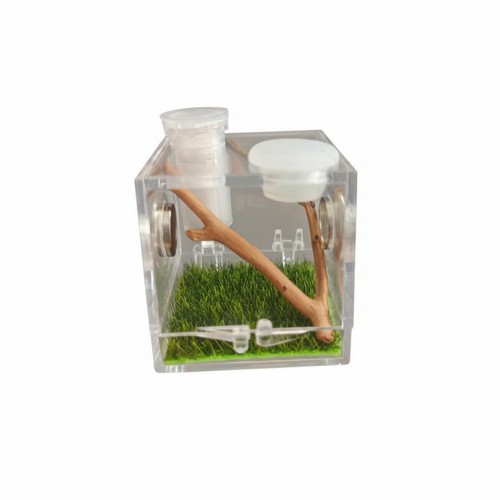 spinnen-terrarium