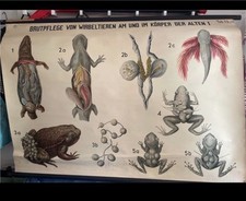 Wandplakat Schulwandkarte vintage original Brutpflege bei Wirbeltieren
