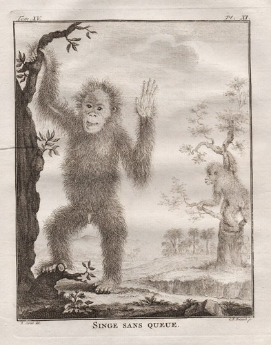 Singe sans queue affe affen - singe,
