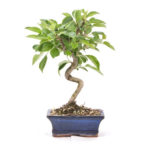 Bonsai zierapfel malus spec - bonsai,