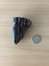 Mammut Backenzahn Jungtier Pleistozän Quartär Eiszeit Fossil