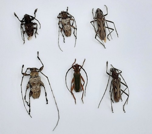 Cerambycidae ssp b 13 - 6x,