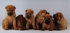 XXL-Postkarte: sechs Shar-Pei