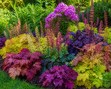 80002097 heuchera americana - 80002097,