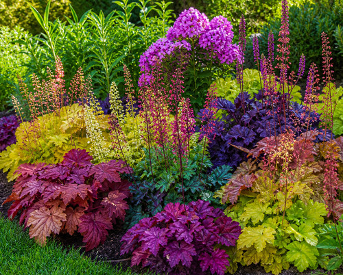 80002097 heuchera americana - 80002097,