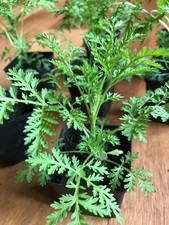 3 Artemisia Annua Pflanzen