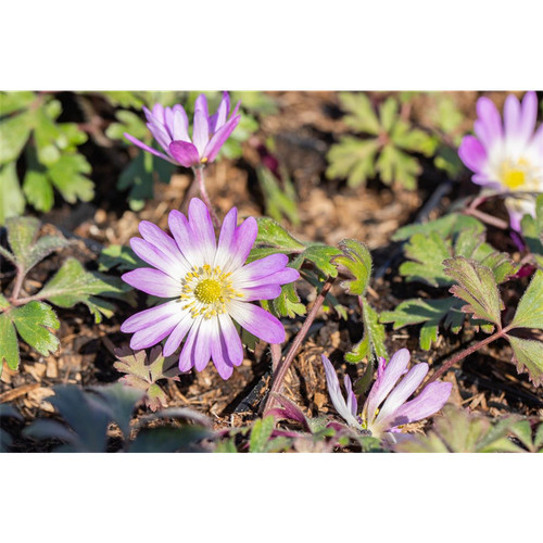Anemone blanda pink star - anemone, 'pink