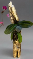 Blooming orchid mounted - orchid,