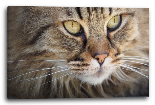Wandbild katze getigert - wandbild,