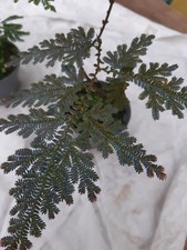 Rarität Sellaginella