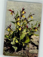38151863 - Gelber Frauenschuh