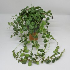 Peperomia prostrata - Zierpfeffer Zimmerpflanze ECHT Rankend Ampel Terrarium