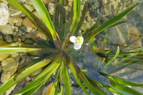 Schwimmpflanze krebsschere - schwimmpflanze,