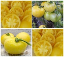 Dwarf Barossa Fest Гном Фестиваль Баросса Томат Семена  Tomate Samen Seed