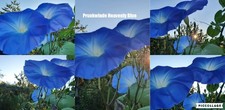 Prunkwinde Sorte: Heavenly Blue