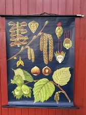 Schulwandkarte Haselnuss