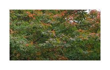 10x Ahorn rubrum Baum Garten Pflanzen - Samen ID1075