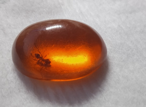 Bernstein lab mit - insekt, oval