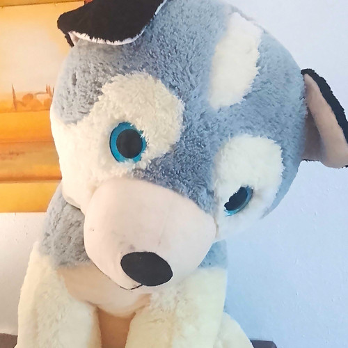 Großes husky hund stoff - hund, &