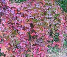 Wilder Wein Mauerwein