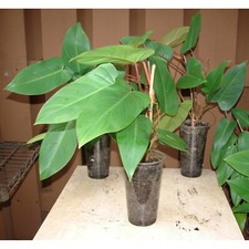 Red Emerald Philodendron