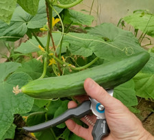 Gewächshausgurke ' Erfurter