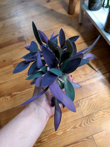 Tradescantia pallida purple - pallida, /