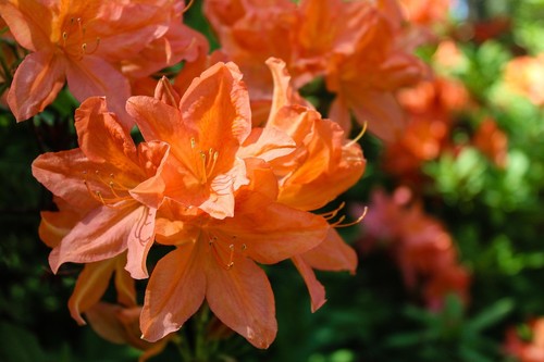 Rhododendron stecklinge - rhododendron,