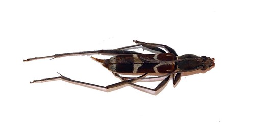 Coleoptera cerambycidae - coleoptera,,