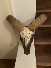 Mufflon, Muffel, Muffelwidder, Schaf, Geweih, Gehörn, Trophäe, Deko, Vintage