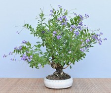 Bonsai Indoor, Taubenbeere (Duranta repens) 24022 | Bonsai-Garten-Müller