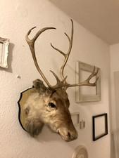 Rentier Hirsch Kopf Geweih