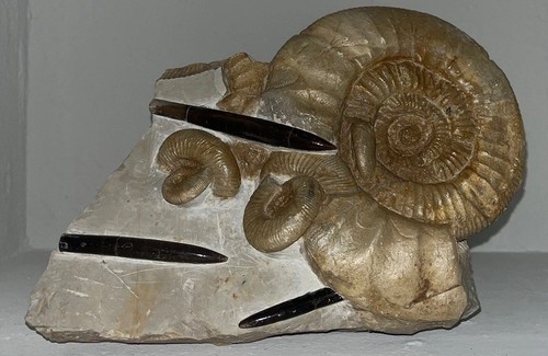 Kalksteinplatte mit ammoniten - kalksteinplatte,