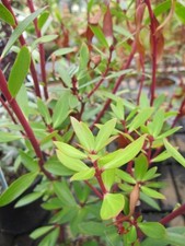 Tasmanischer Bergpfeffer - Drimys lanceolata - Gewürzbaum weiblich - 30-40cm