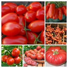 Rote Tomaten Samen Mischung -