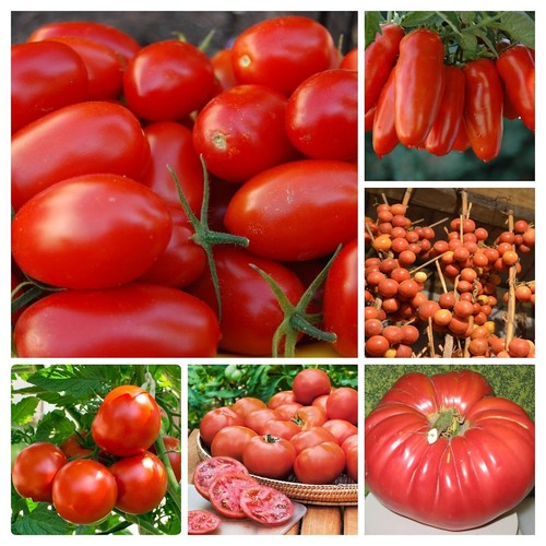 Rote tomaten samen mischung - rote,