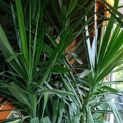 Yucca palme - yucca-palme,