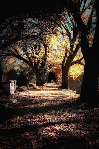 Hamilton road cemetery - road,