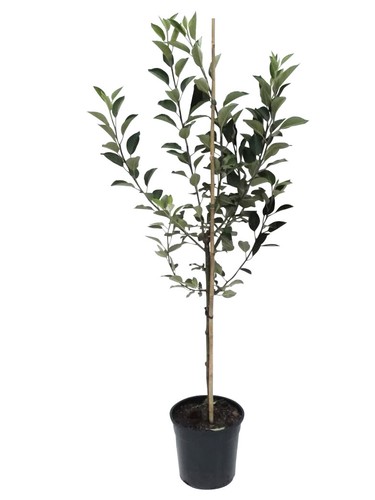 Apfelbaum weißer klarapfel - apfelbaum,