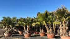Sunny tree palme - palme,