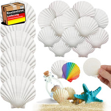 Große natürliche Muscheln