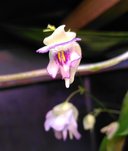 Utricularia asplundii - ,